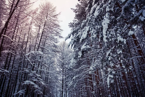 Высокие Сосны Зимой — стоковое фото