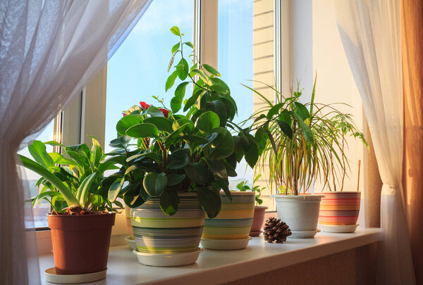 Горшечные зеленые растения на окне