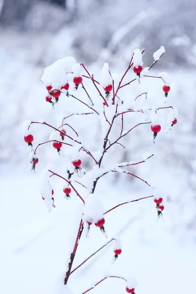 Briar Branches Covered Snow — Stock Photo, Image