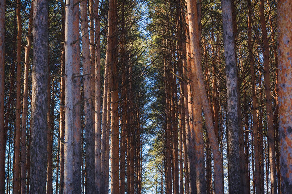 Pine trees illuminated by sunlight.