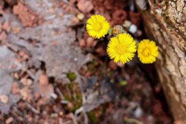 Sarı bahar çiçek coltsfoot bahar