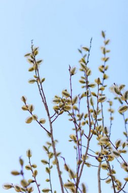 Yaprak tomurcukları Bahar Dalı