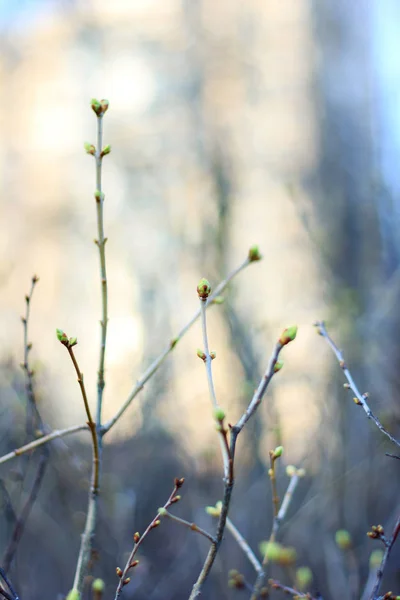 Bourgeons de feuilles sur la branche au printemps — Photo