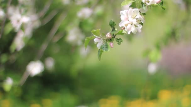 Blommande äppelträd — Stockvideo