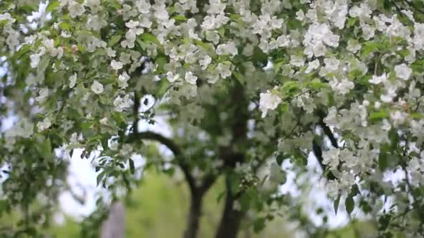 Blommande äppelträd — Stockvideo