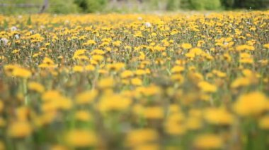 çiçek açan dandelions alan