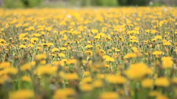 Gebied van bloeiende paardebloemen — Stockvideo