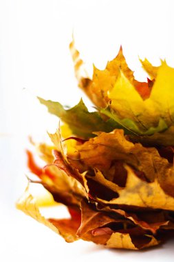 beyaz zemin üzerine kuru renkli sonbahar yaprakları