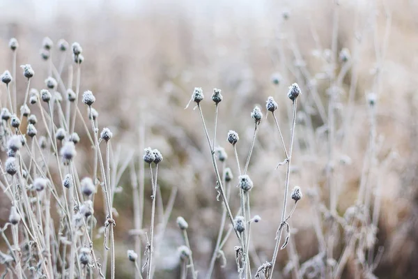 Plantas cobertas de neve Fotografias De Stock Royalty-Free