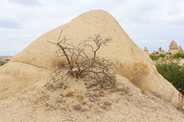 Árbol Muerto Solitario Las Montañas Capadocia Turquía — Foto de Stock