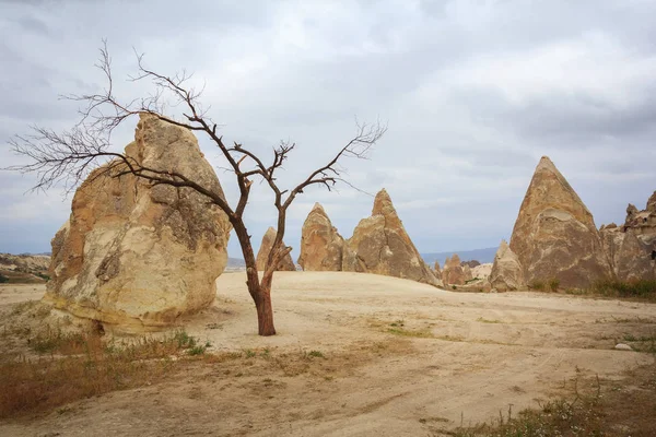 Árbol Muerto Solitario Las Montañas Capadocia Turquía — Foto de Stock