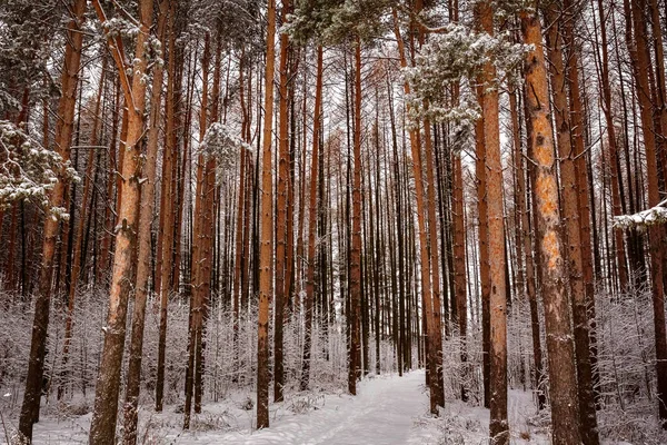 Снежная Дорога Заснеженном Зимнем Лесу — стоковое фото