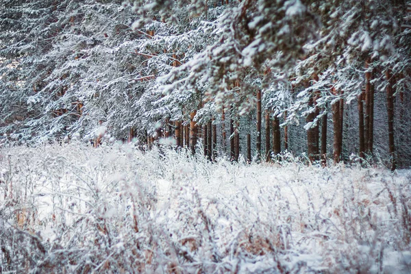 Forêt Hivernale Enneigée — Photo