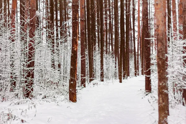 Снежная Дорога Заснеженном Зимнем Лесу — стоковое фото
