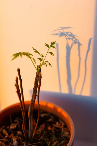 Зеленое Растение Первыми Листьями Окне — стоковое фото