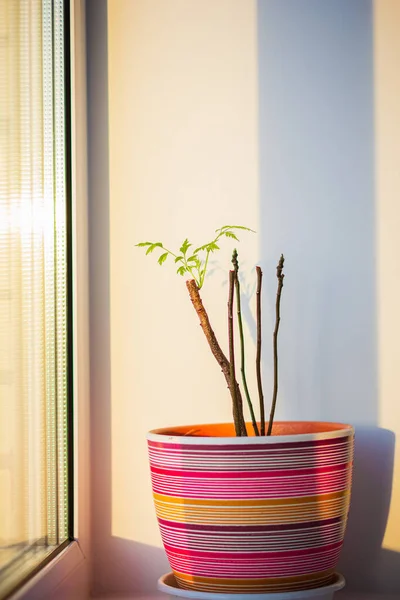 Grüne Topfpflanze Mit Ersten Blättern Fenster — Stockfoto