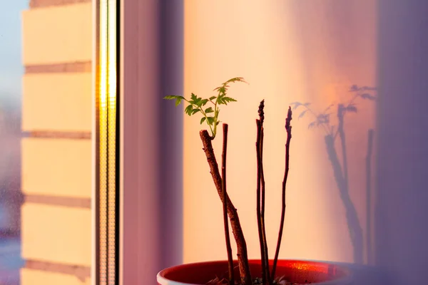 Grüne Topfpflanze Mit Ersten Blättern Fenster — Stockfoto
