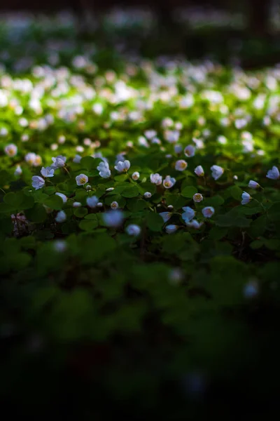 Flores Brancas Florescentes Trevo Floresta — Fotografia de Stock