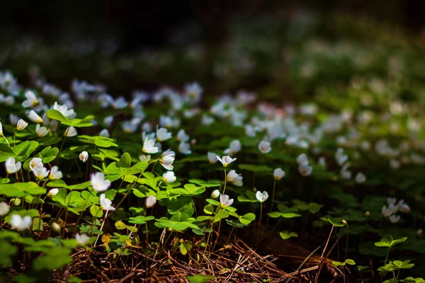 Blühende Weiße Blüten Des Shamrock Wald — Stockfoto