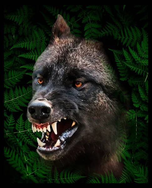 Angry Wolf Modello Sfondo Maglietta — Foto Stock