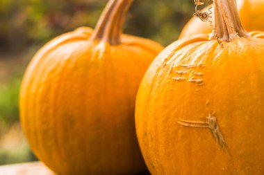 Büyük turuncu kabak