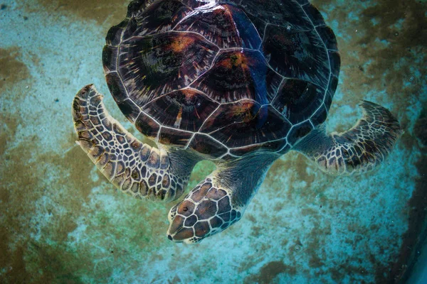 Turtle swims at the turtle fam in Sri Lanka — Stock Photo, Image