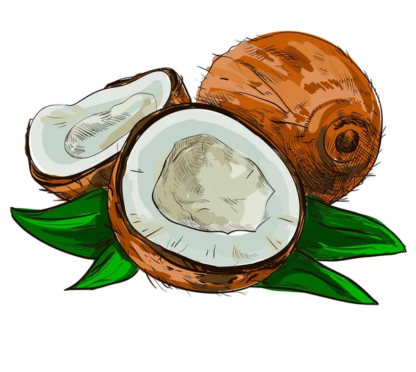 Καρύδας με μισό και φύλλα πράσινα φοινίκων που απομονώνονται σε λευκό φόντο διανυσματικά εικονογράφηση. Βιολογικά τρόφιμα συστατικό, φυσικό τροπικό προϊόν. — Διανυσματικό Αρχείο
