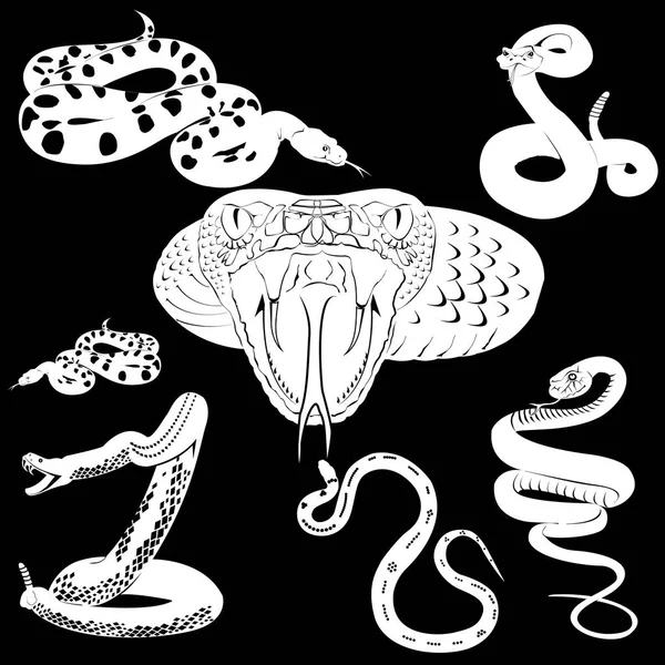 Collection of snakes isolated on black background. Vector — Stock Vector