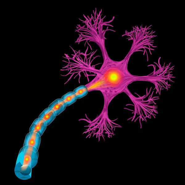 Neurón Que Parte Principal Del Sistema Nervioso Ilustración Vecto — Vector de stock