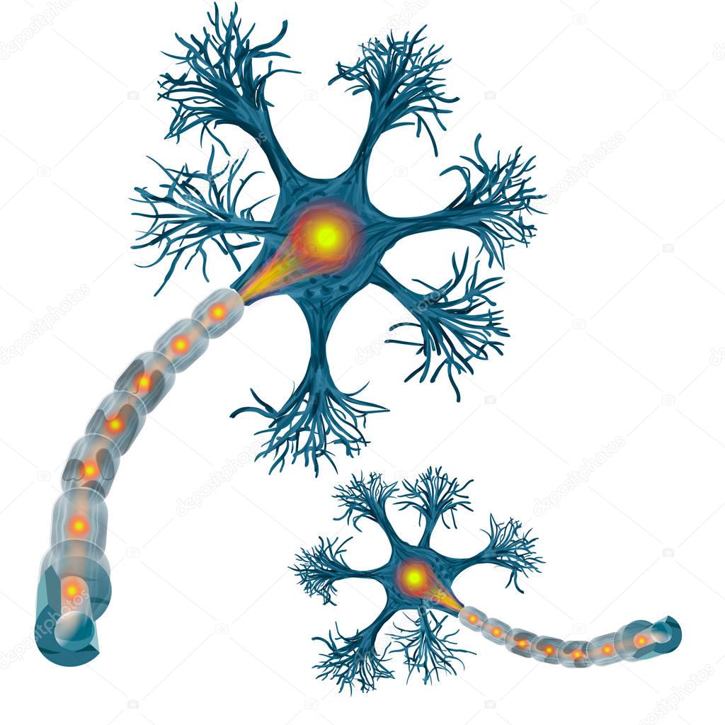 Neuron that is the main part of the nervous system. vecto illustration