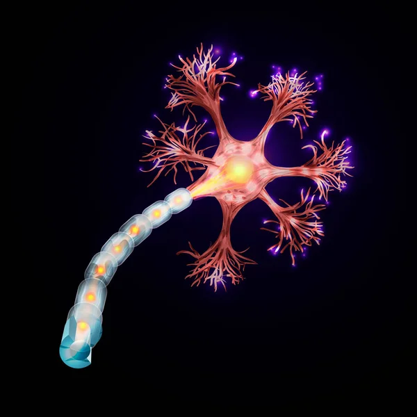 Nöron Sinir Sisteminin Ana Parçasıdır Vektör Çizim — Stok Vektör