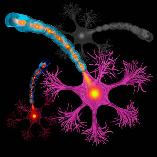 Neuron Nervenzellaxon Und Myelinscheidensubstanz Die Das Axon Umgibt Detaillierte Anatomie — Stockvektor