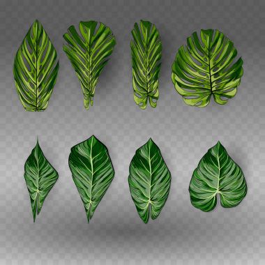 Vektör egzotik tropik yapraklar, orman bitki örtüsü üzerinde izole beyaz arka plan ayarlamak. Düz renkli stil.