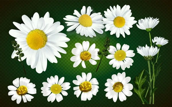 Vector Flower Chamomile Medicinal Plant Isolated White Background — Stock Vector