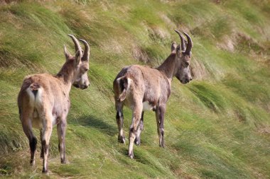 Genç Alp dağ keçisi, Orobie Alps, Lombardiya, İtalya