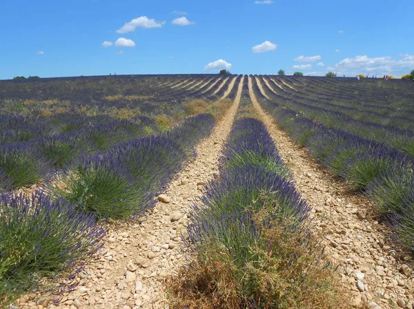 Campo Lavanda Provence França — Fotografia de Stock