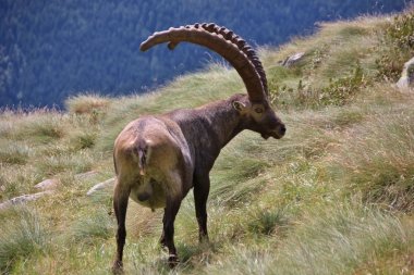 Eski erkek steinbock (Alp dağ keçisi), Alp Orobie, Bergamo, İtalya