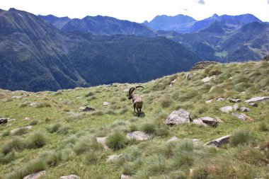Eski erkek steinbock (Alp dağ keçisi), Alp Orobie, Bergamo, İtalya