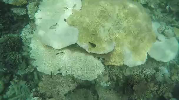 Tabulka Korálů Maafushivaru Atoll Maledivy — Stock video