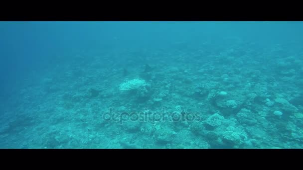 Dança Raios Águia Sobre Recife Coral Ari Atoll Maldivas — Vídeo de Stock