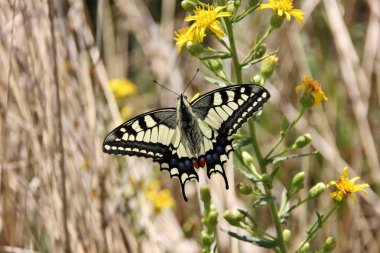 Macaone kelebek (Papilio Machaon). Liguria, İtalya