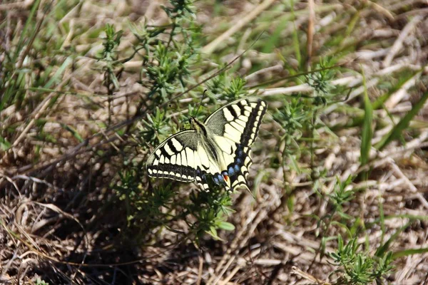 Mariposa Macaone Ala Rota Papilio Machaon Liguria Italia — Foto de Stock