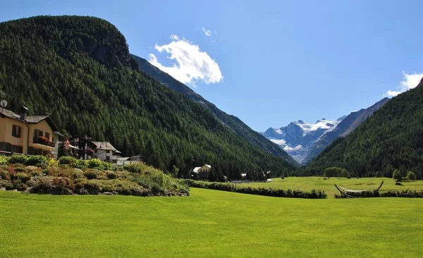 Houpací Síť Ursus Louce Cogne Gran Paradiso Ledovec Pozadí Valle — Stock fotografie