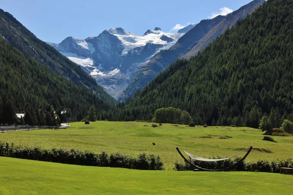 Rede Ursus Meadow Cogne Geleira Gran Paradiso Segundo Plano Aosta — Fotografia de Stock