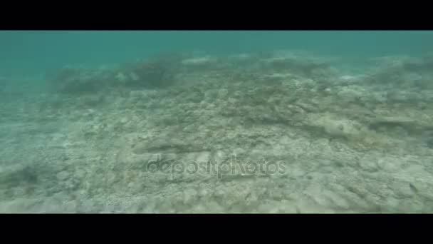 School Tropical Fishes Coral Reef Maafushivaru Atoll Maldives — Stock Video