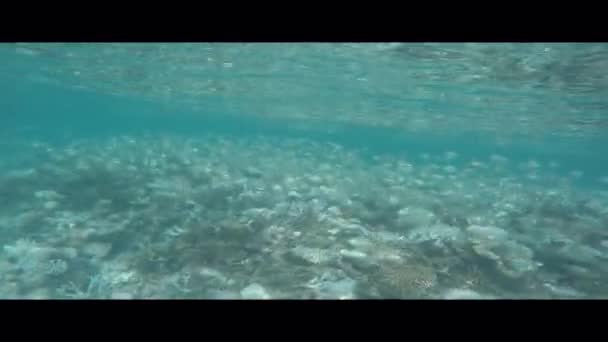 School Tropical Silver Fishes Coral Reef Lonubo Atoll Maldives — Stock Video