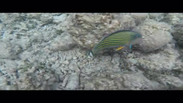 Ριγέ Surgeonfish Ένα Κοραλλιογενή Ύφαλο Maafushivaru Άτολ Μαλδίβες — Αρχείο Βίντεο