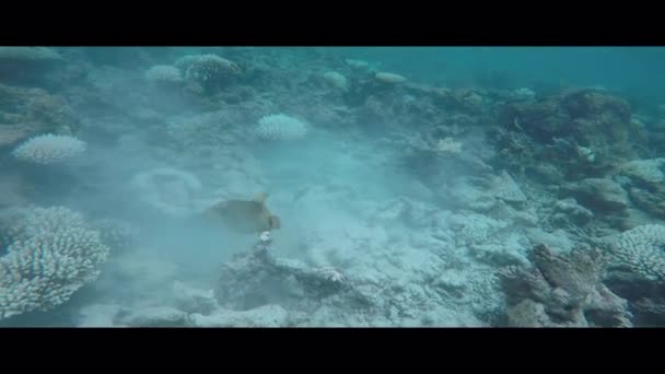 Titan Triggerfish Wśród Koralowce Rafy Koralowej Maafushivaru Atoll Malediwy — Wideo stockowe