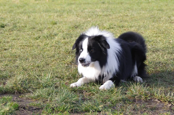 Joven frontera collie perro — Foto de Stock