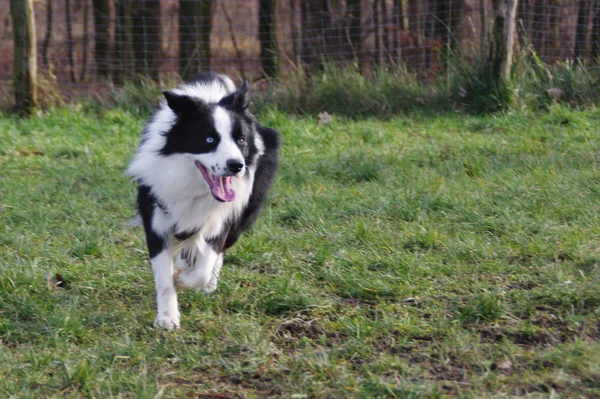 Joven frontera collie perro — Foto de Stock